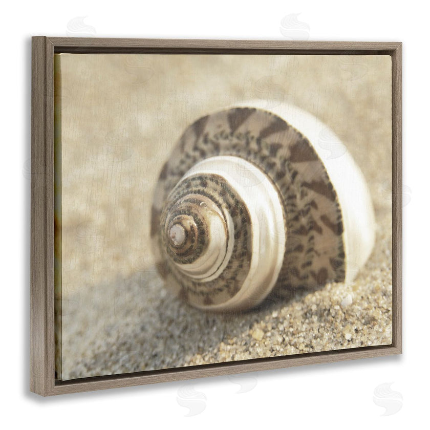 Dora Rotondella | Neutral Tone Seashell