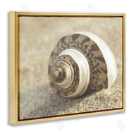 Dora Rotondella | Neutral Tone Seashell