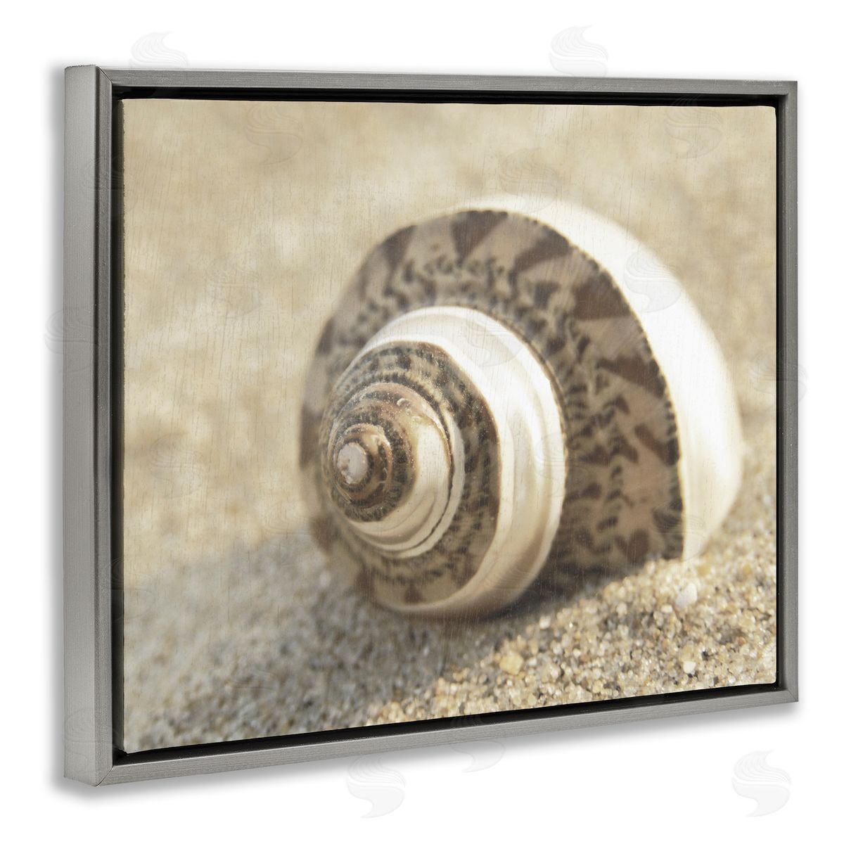 Neutral Tone Seashell Grey Floating Frame Canvas Wall Art, Home Decor by Dora Rotondella