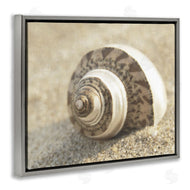 Dora Rotondella | Neutral Tone Seashell