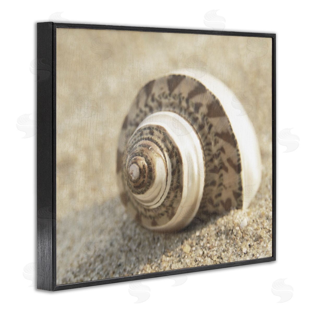 Neutral Tone Seashell Black Frame Print Wall Art, Home Decor by Dora Rotondella