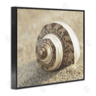 Dora Rotondella | Neutral Tone Seashell