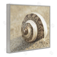 Dora Rotondella | Neutral Tone Seashell