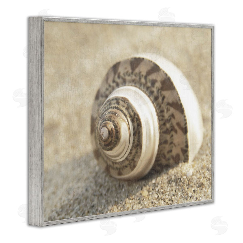 Dora Rotondella | Neutral Tone Seashell