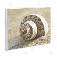 Dora Rotondella | Neutral Tone Seashell