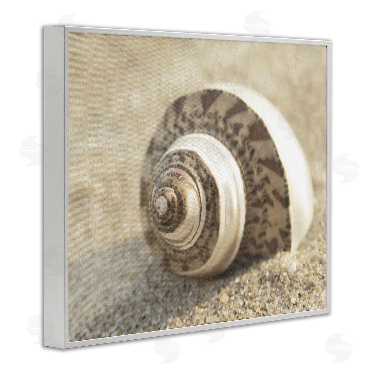 Neutral Tone Seashell White Frame Print Wall Art, Home Decor by Dora Rotondella