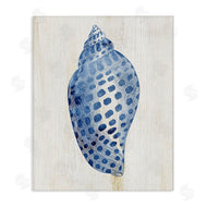Susan Arnot | Spotted Blue Cowrie Shell