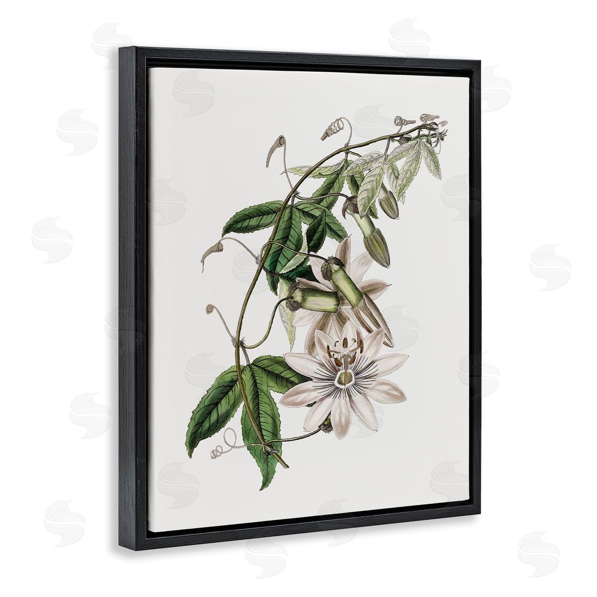 Vintage Lily Plant Black Floating Frame Canvas Wall Art, Home Decor by CAD Designs