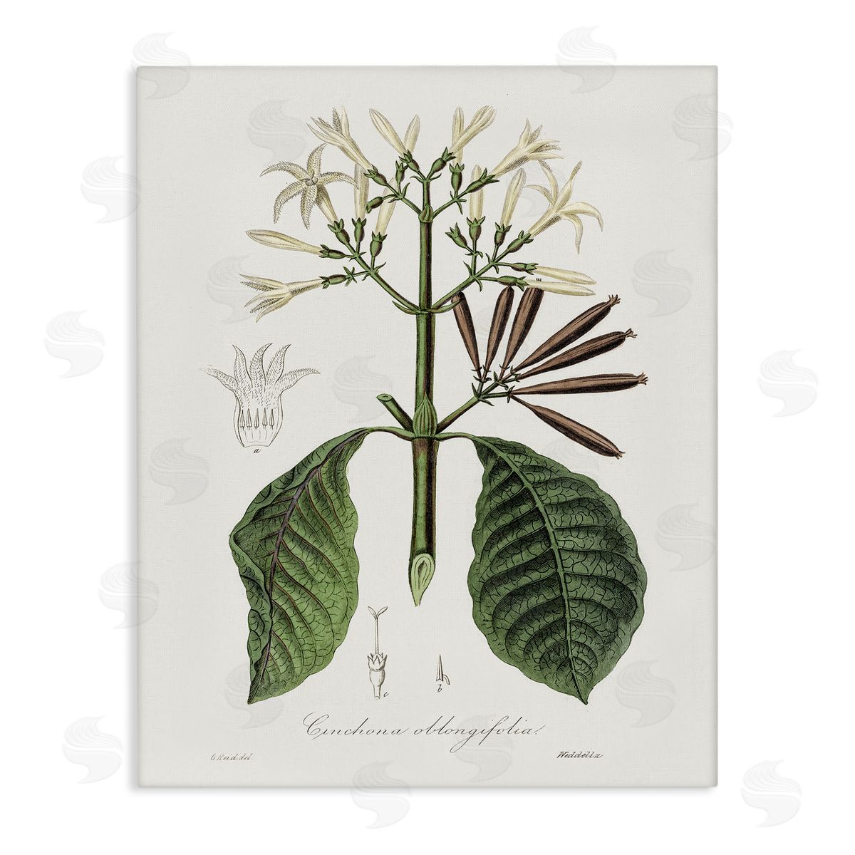 Vintage Flora Study Canvas Wall Art, Home Decor by CAD Designs