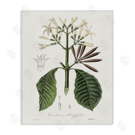 CAD Designs | Vintage Flora Study