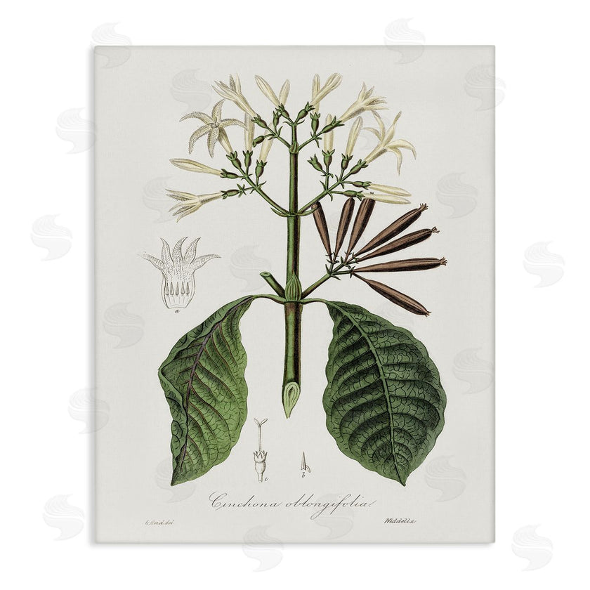 CAD Designs | Vintage Flora Study