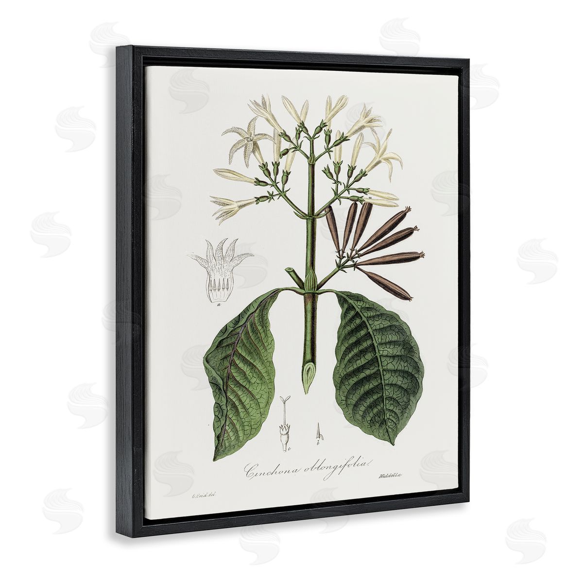 Vintage Flora Study Black Floating Frame Canvas Wall Art, Home Decor by CAD Designs