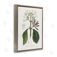 CAD Designs | Vintage Flora Study