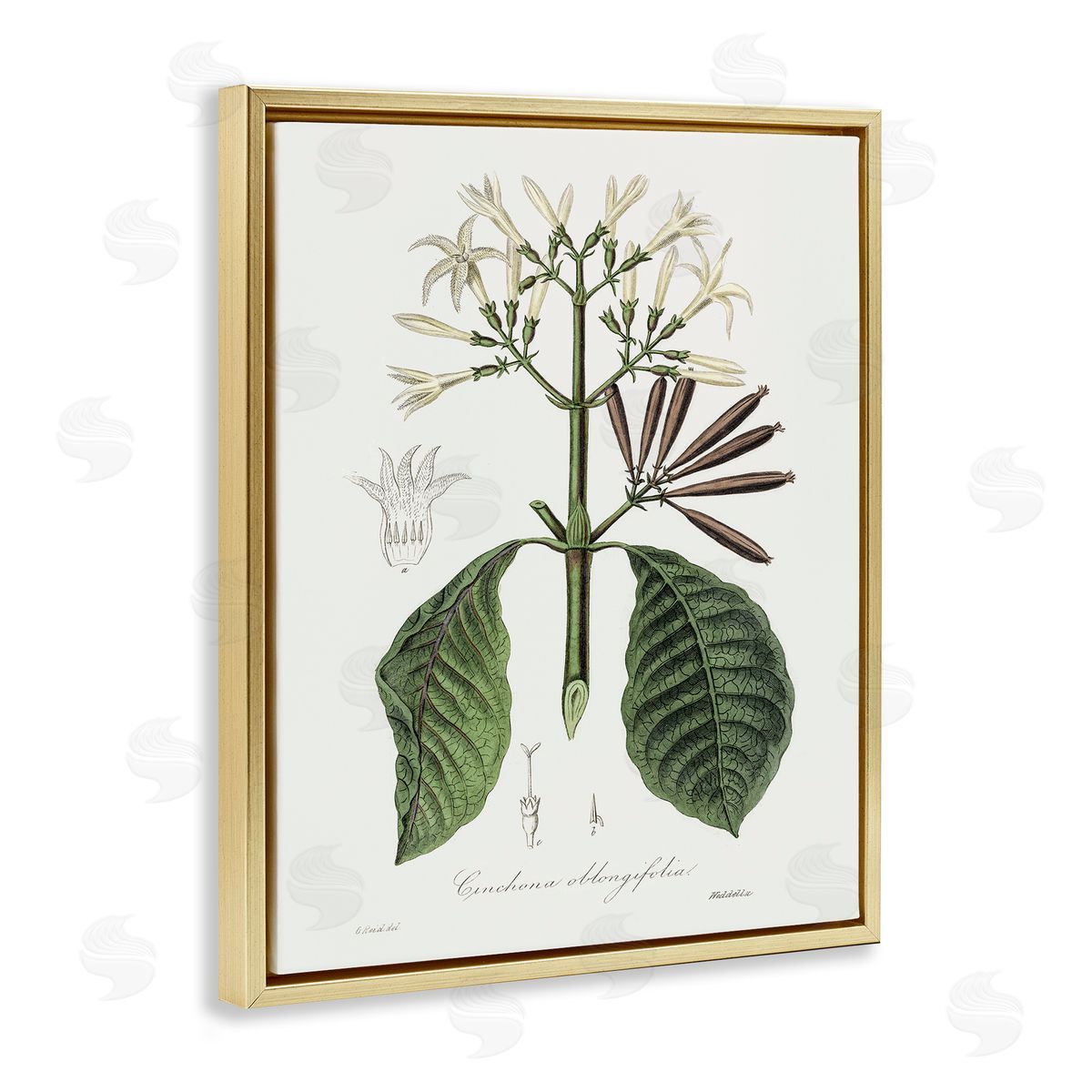 Vintage Flora Study Gold Floating Frame Canvas Wall Art, Home Decor by CAD Designs