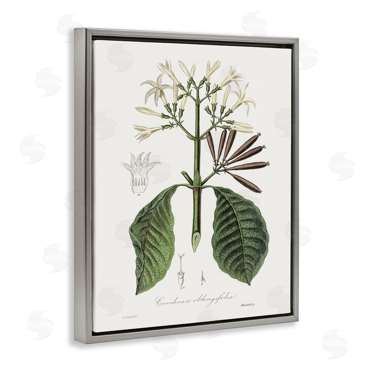 Vintage Flora Study Grey Floating Frame Canvas Wall Art, Home Decor by CAD Designs