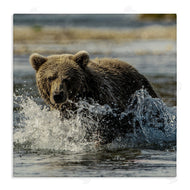 Danita Delimont | Bear Splashing in River