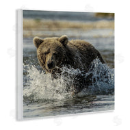 Danita Delimont | Bear Splashing in River