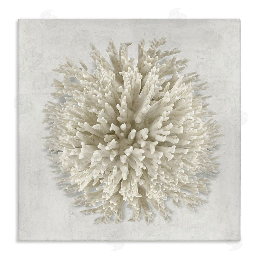 Caroline Kelly | Natural Round Coral