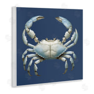 Elizabeth Medley | Detailed Aquatic Blue Crab