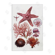 Ramona Murdock | Rosy Undersea Creatures