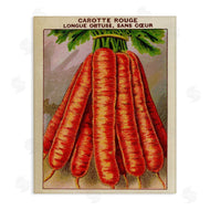 Stupell Studio | Country Vintage Carrots