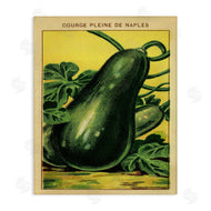 Stupell Studio | Country Vintage Squash