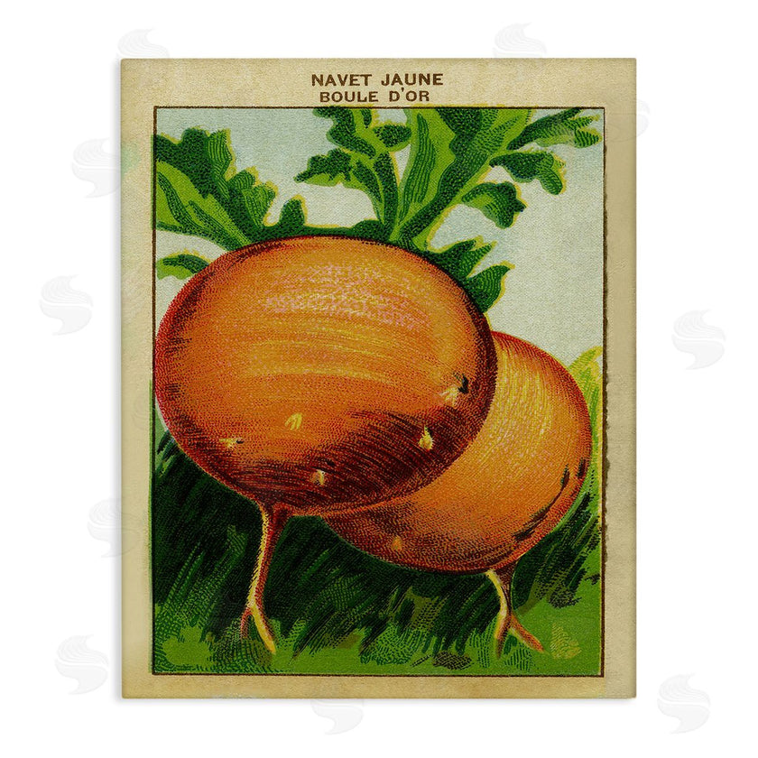 Stupell Studio | Country Vintage Onions
