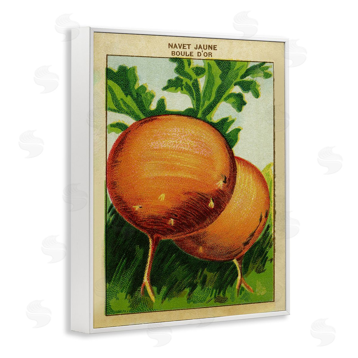 Country Vintage Onions White Frame Print Wall Art, Home Decor by Stupell Studio