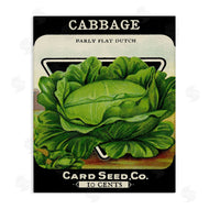 Stupell Studio | Vintage Garden Cabbage