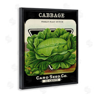 Stupell Studio | Vintage Garden Cabbage