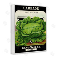 Stupell Studio | Vintage Garden Cabbage