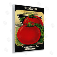 Stupell Studio | Vintage Garden Tomato
