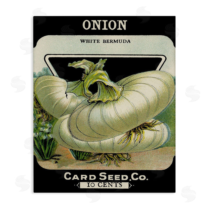 Stupell Studio | Vintage Garden Onion
