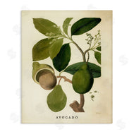 Stupell Studio | Vintage Avocado Plant