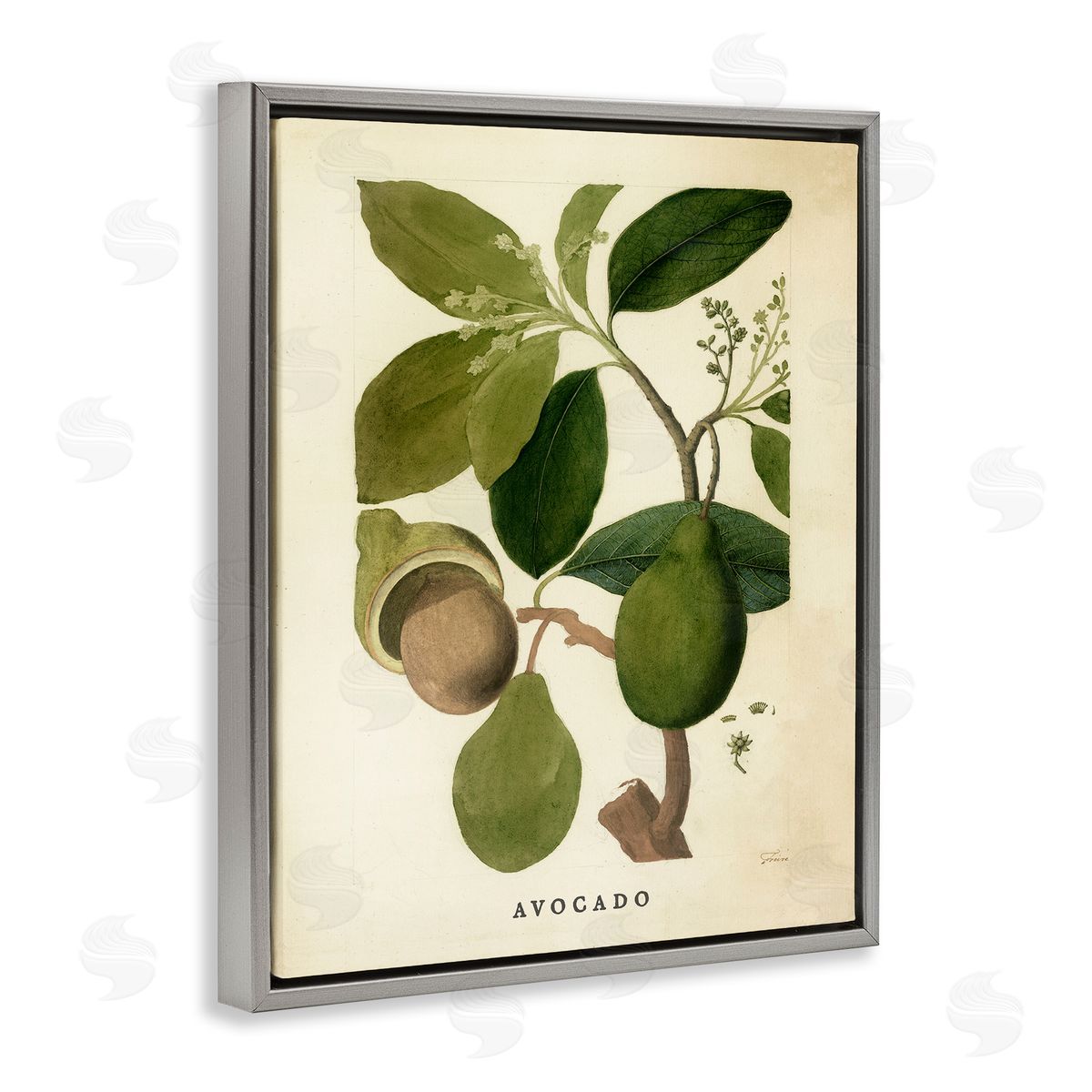 Vintage Avocado Plant Grey Floating Frame Canvas Wall Art, Home Decor by Stupell Studio