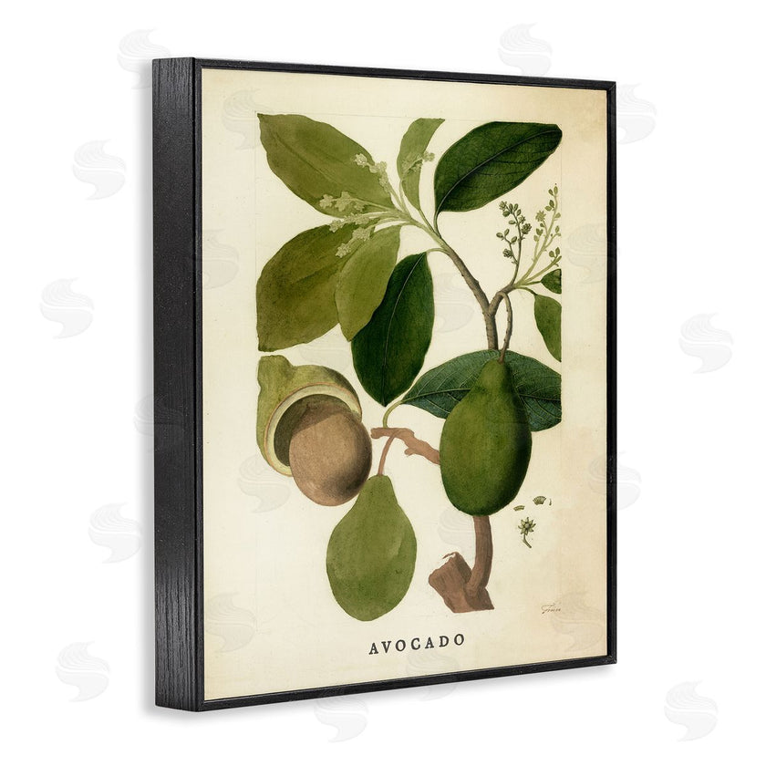 Stupell Studio | Vintage Avocado Plant