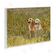 Sueellen Ross | Happy Dogs Field Day