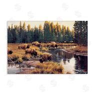 Paco Young | Grazing Bison Along Riverbank