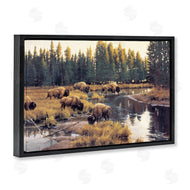 Paco Young | Grazing Bison Along Riverbank