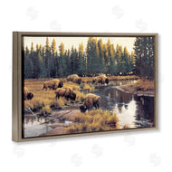 Paco Young | Grazing Bison Along Riverbank