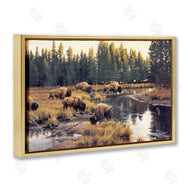 Paco Young | Grazing Bison Along Riverbank