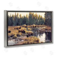 Paco Young | Grazing Bison Along Riverbank