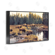 Paco Young | Grazing Bison Along Riverbank