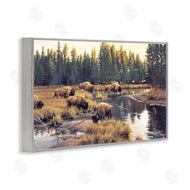 Paco Young | Grazing Bison Along Riverbank