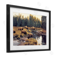 Paco Young | Grazing Bison Along Riverbank