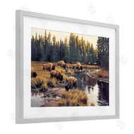Paco Young | Grazing Bison Along Riverbank