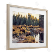 Paco Young | Grazing Bison Along Riverbank