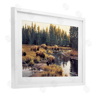 Paco Young | Grazing Bison Along Riverbank