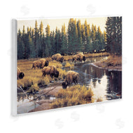 Paco Young | Grazing Bison Along Riverbank