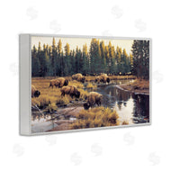 Paco Young | Grazing Bison Along Riverbank